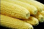 t_vegcorn.jpg